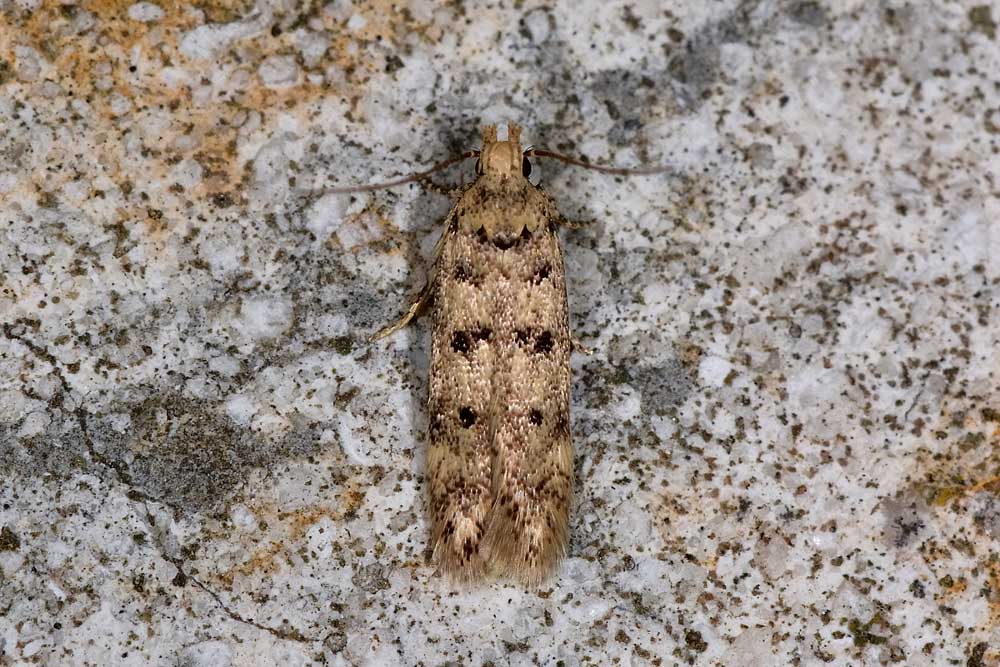 Da id. - Bryotropha cfr. domestica e domestica